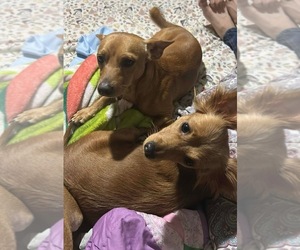 Father of the Chihuahua puppies born on 07/04/2025
