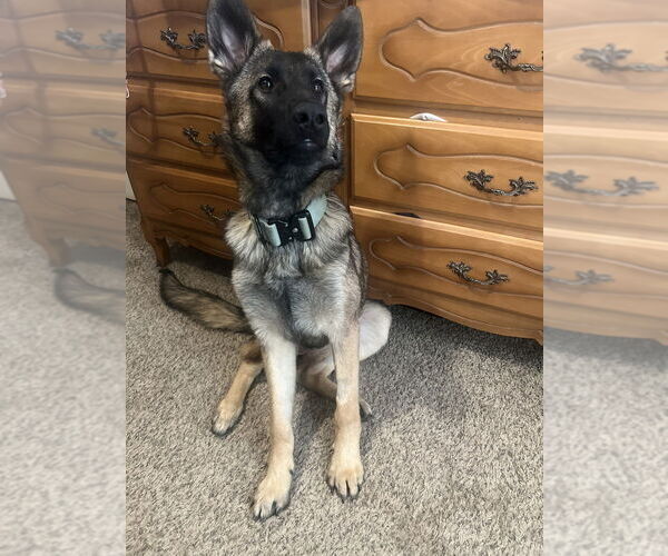 Medium Photo #2 Mutt Puppy For Sale in Imlay City, MI, USA