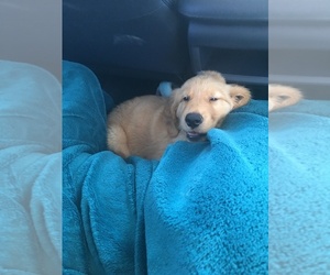 English Cream Golden Retriever Puppy for sale in REEDLEY, CA, USA