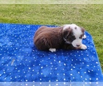 Small #1 Miniature American Shepherd