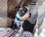 Small Photo #13 Boston Terrier Puppy For Sale in POMEROY, OH, USA
