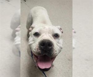 American Pit Bull Terrier Dogs for adoption in Bakersfield, CA, USA
