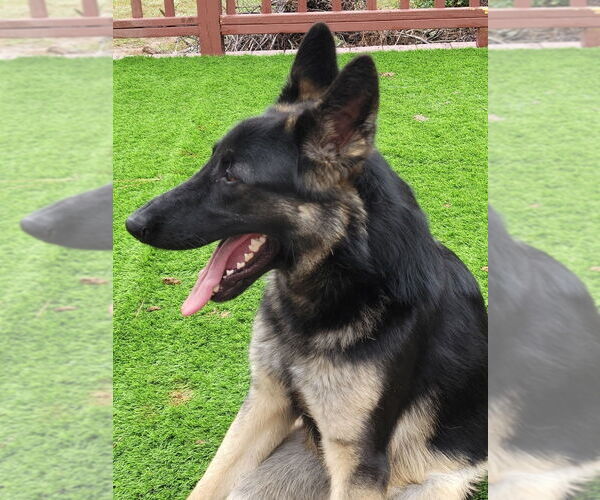 Medium Photo #2 German Shepherd Dog Puppy For Sale in Raleigh, NC, USA