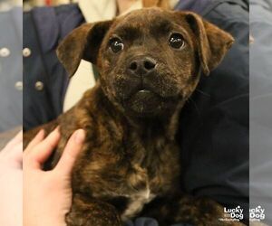 Retriever -Unknown Mix Dogs for adoption in Washington, DC, USA