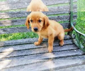 Golden Retriever Puppy for sale in LEON, KS, USA