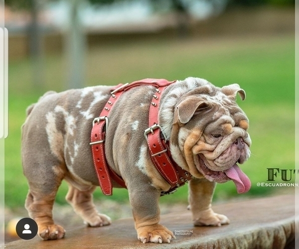 Medium Photo #1 English Bulldog Puppy For Sale in PASCO, WA, USA