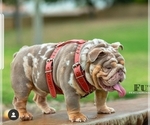 Small Photo #1 English Bulldog Puppy For Sale in PASCO, WA, USA