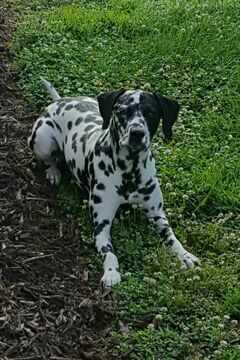 Medium Photo #1 Dalmatian Puppy For Sale in GIBSONVILLE, NC, USA