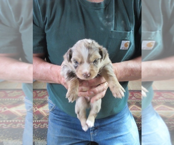 Medium Photo #3 Australian Shepherd Puppy For Sale in AUBURN, IN, USA