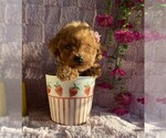 Poodles - Female Poodle (Toy) Puppy for Sale - Photo #20