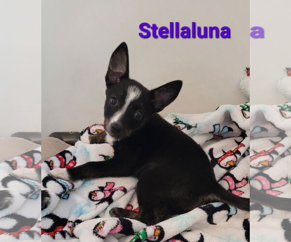 Medium Photo #6 Australian Shepherd-Rat Terrier Mix Puppy For Sale in Des Moines, IA, USA