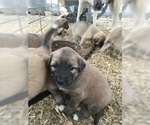 Small Photo #2 Anatolian Shepherd Puppy For Sale in VERNON HILL, VA, USA