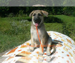 Small #3 German Shepherd Dog
