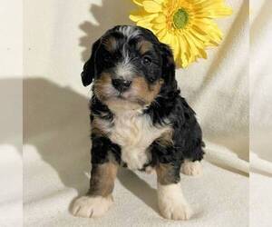 Bernedoodle-Poodle (Miniature) Mix Puppy for sale in FT PLAIN, NY, USA