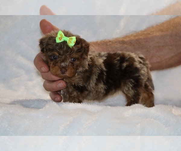 Medium Photo #5 ShihPoo Puppy For Sale in DYERSBURG, TN, USA