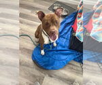 Small #4 American Staffordshire Terrier