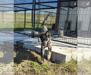 Bodie - Male Australian Shepherd-Red Heeler Mix Dog for Adoption - Photo #2