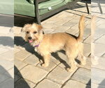 Small Photo #7 Mutt Puppy For Sale in Arlington, VA, USA