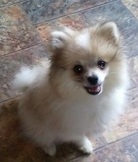 Pomeranian Puppy for sale in CLYDE, NC, USA