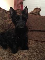 Mother of the Scottish Terrier puppies born on 07/24/2017
