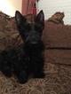 Small Photo #1 Scottish Terrier Puppy For Sale in DAYTON, TX, USA