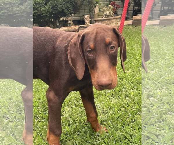Medium Photo #3 Doberman Pinscher Puppy For Sale in HOPKINSVILLE/PRINCETON, KY, NH, USA