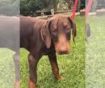 Small #2 Doberman Pinscher
