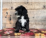 Small Photo #10 Bernedoodle (Miniature) Puppy For Sale in VERMONTVILLE, MI, USA
