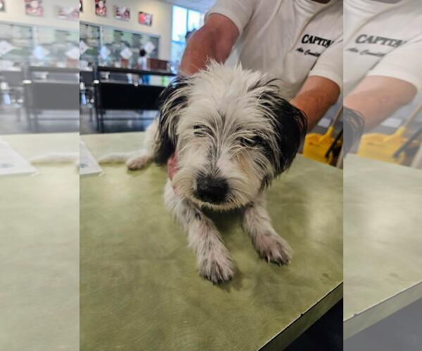 Medium Photo #3 Mutt Puppy For Sale in Rockwall, TX, USA