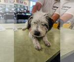 Small #2 Mutt