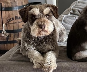 Mother of the Schnauzer (Miniature) puppies born on 11/28/2025