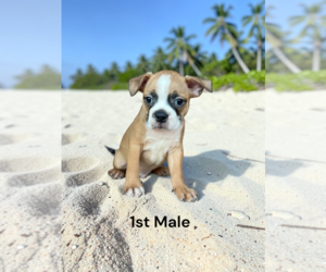Boston Terrier Puppy for sale in EWING, KY, USA