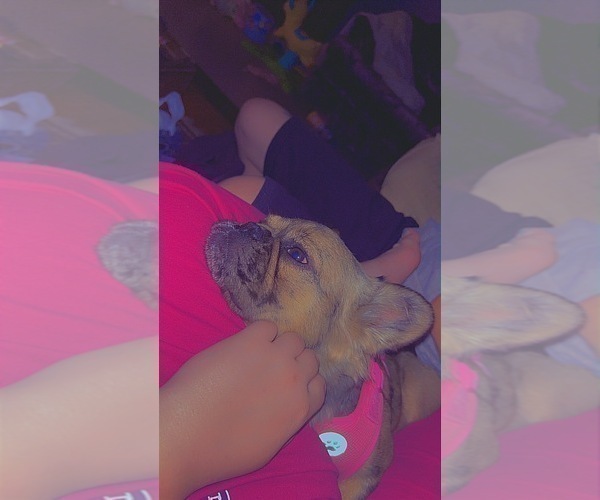 Medium Photo #4 French Bulldog Puppy For Sale in NEWTON, NJ, USA