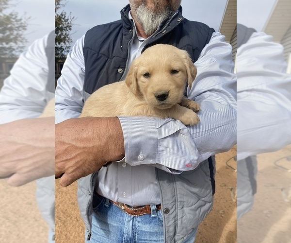 Medium Photo #22 Golden Retriever Puppy For Sale in SEMINOLE, TX, USA
