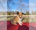 Small Photo #1 Collie Puppy For Sale in CENTERTOWN, TN, USA