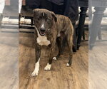 Small #3 Mountain Cur Mix
