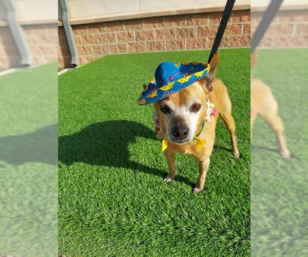 Medium Photo #2 Chihuahua-Unknown Mix Puppy For Sale in San Antonio, TX, USA