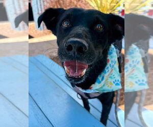 Smokey - Male Labrador Retriever-Unknown Mix Dog for Adoption - Photo #2