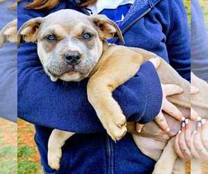 American Bully Puppy for sale in OLIN, NC, USA