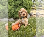 Small #3 Cocker Spaniel