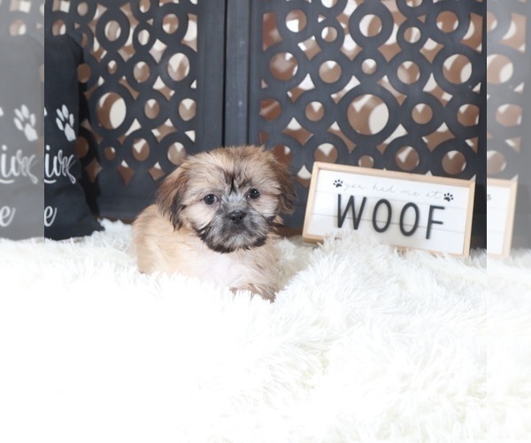 Medium Photo #3 Shih Tzu Puppy For Sale in MOUNT VERNON, OH, USA