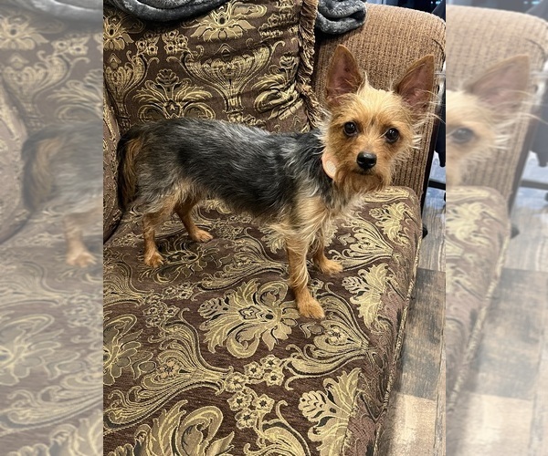 Medium Photo #1 Chorkie Puppy For Sale in DESERT HOT SPRINGS, CA, USA