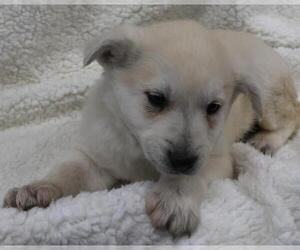 Labrador Retriever-Unknown Mix Dogs for adoption in Thief River Falls, MN, USA