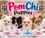 Litter of 4 - Male(s) and Female(s) ChiranianLitter of Puppies for Sale - Small photo
