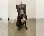 Small Staffordshire Bull Terrier