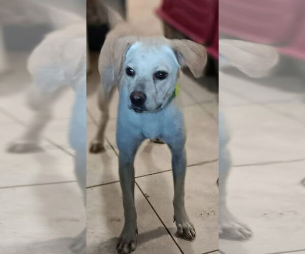 Medium Photo #1 Labrador Retriever-Unknown Mix Puppy For Sale in San Bernardino, CA, USA