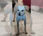 Small Labrador Retriever Mix