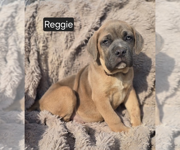 Medium Photo #1 Cane Corso Puppy For Sale in MINERAL WELLS, WV, USA