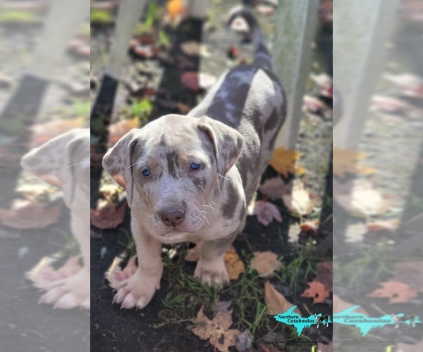 Medium Photo #4 Catahoula Leopard Dog Puppy For Sale in MORAN, MI, USA