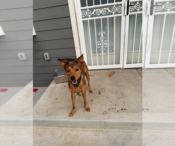 Medium Photo #2 Australian Kelpie-Unknown Mix Puppy For Sale in Salt Lake City, UT, USA